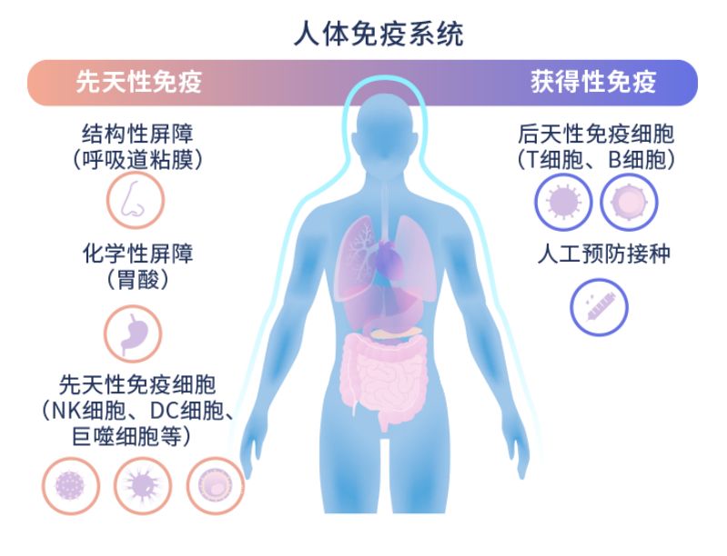 人體免疫系統