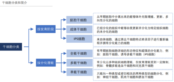 干細胞分類(lèi) 干細胞分類(lèi)