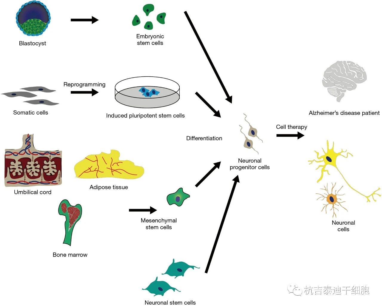 圖1：干細胞療法起源于目前用于治療阿爾茨海默病的各種來(lái)源。