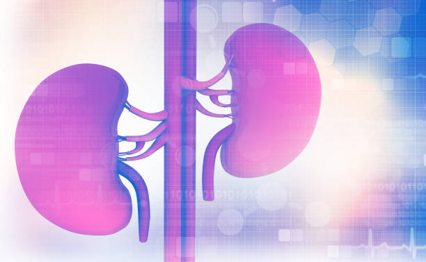 干細胞治療腎病的綜述：干細胞療法的類(lèi)型、治療方法和潛力