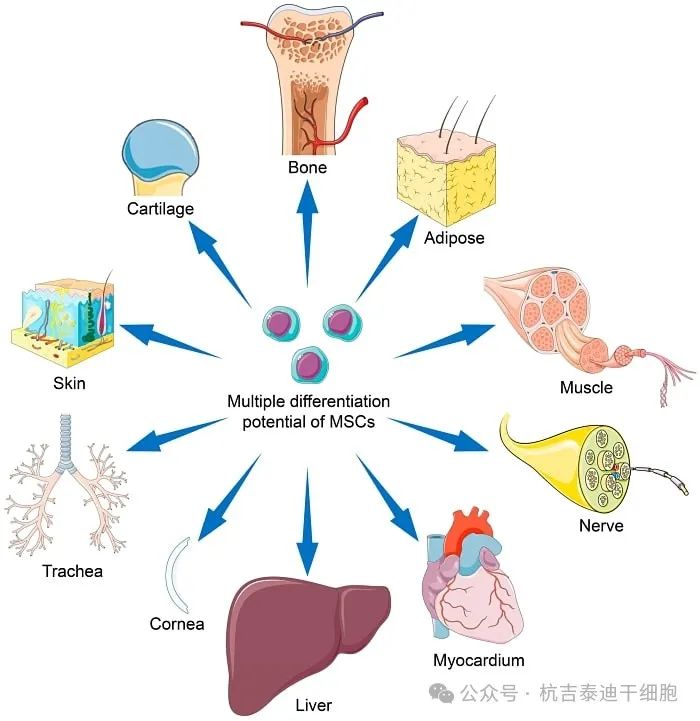 間充質(zhì)干細胞 (MSC) 的分化潛力可能會(huì )因干細胞來(lái)源、擴增條件及其培養微環(huán)境而異。