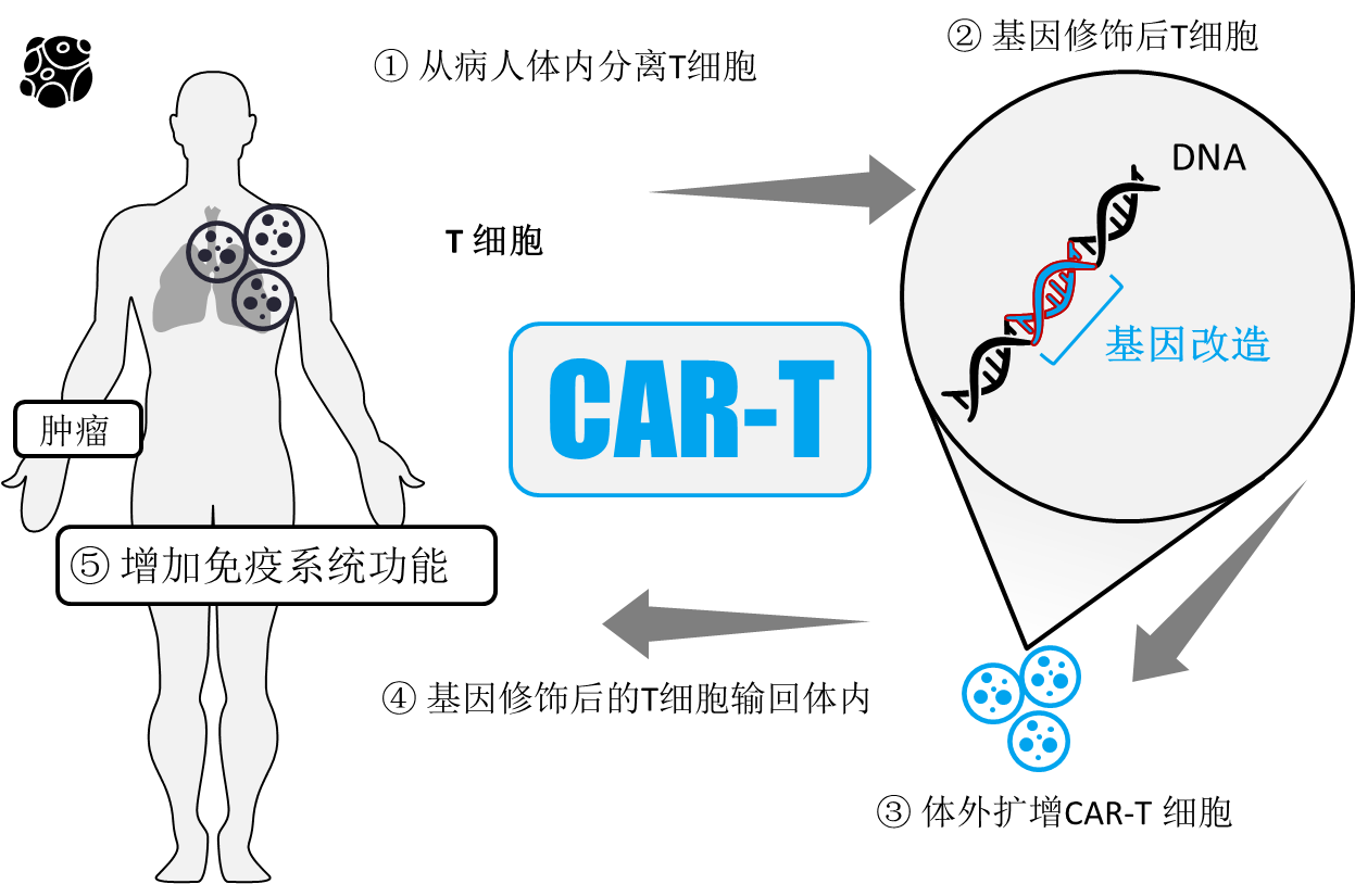 CAR-T細胞治療機制