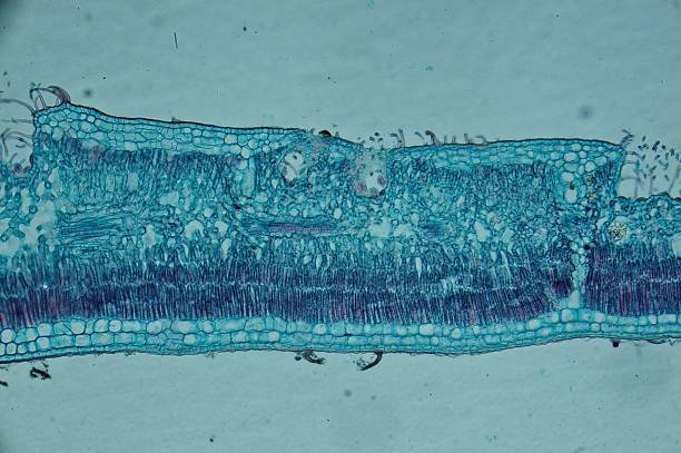 再生醫學(xué)-要素、用途和益處