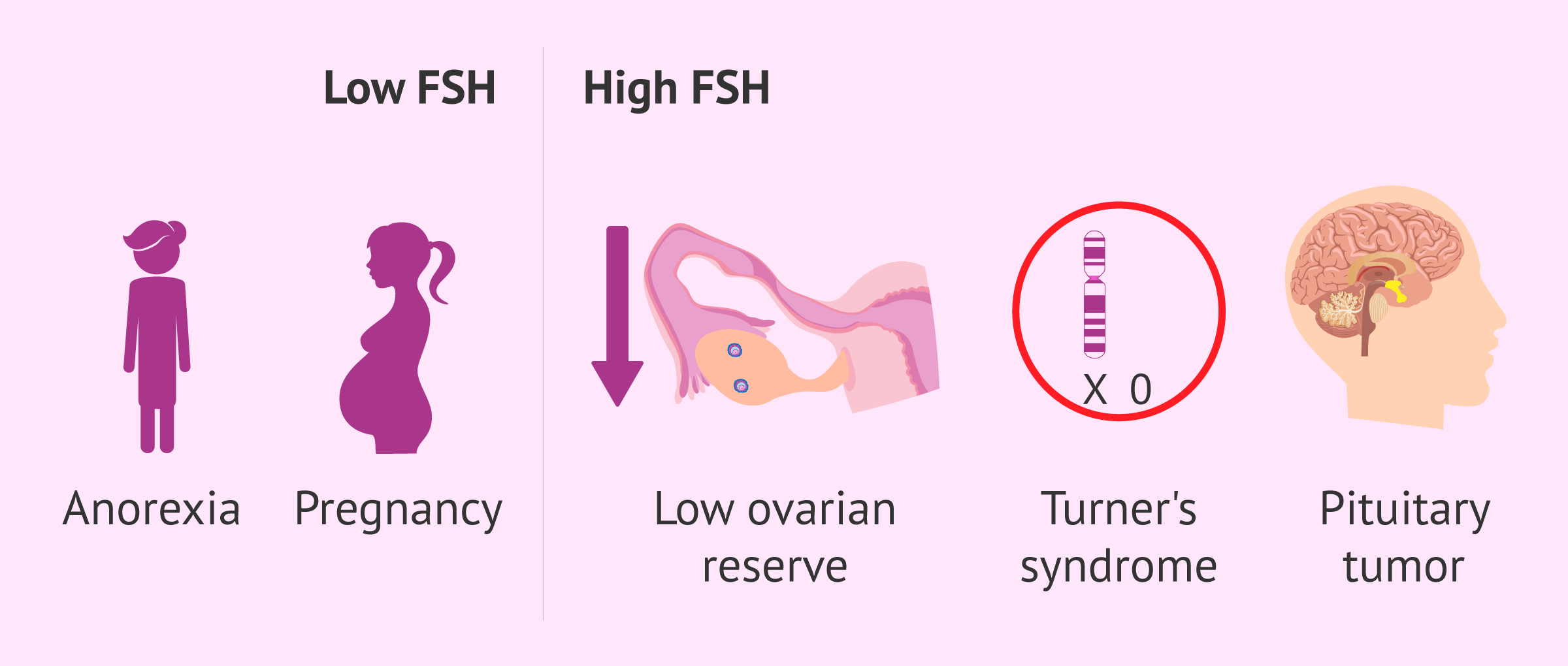 促卵泡激素(FSH) 促卵泡激素(FSH)