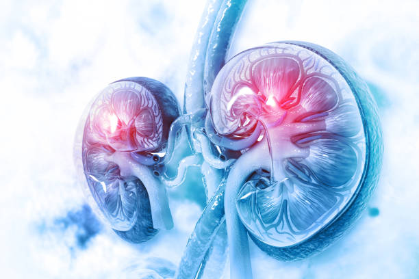 治療腎臟疾病的干細胞再生策略：從機制到療法