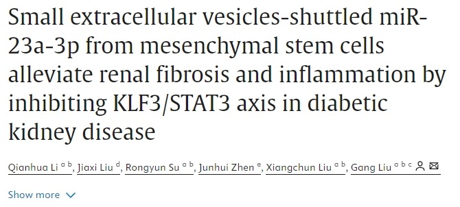 間充質(zhì)干細胞通過(guò)抑制糖尿病腎病中的KLF3/STAT3軸減輕腎臟纖維化和炎癥