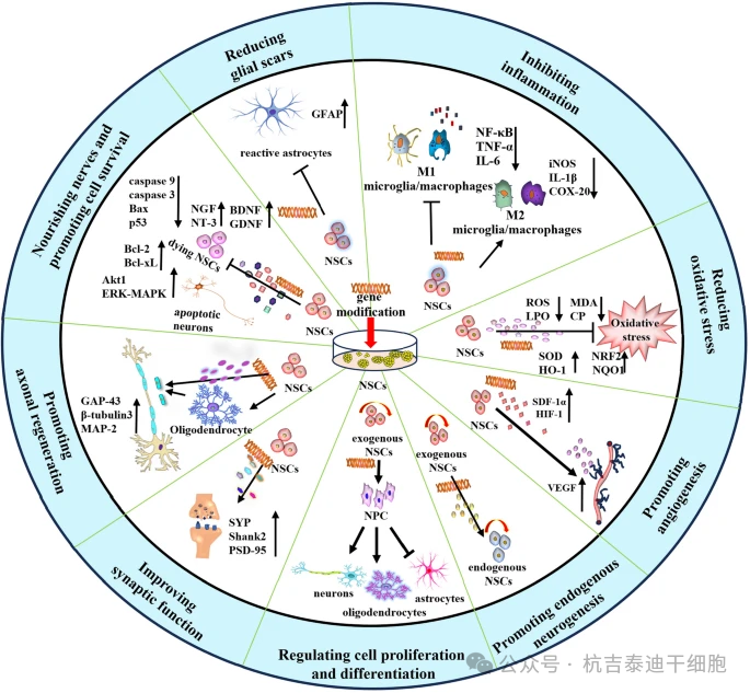 基因改造對神經(jīng)干細胞在神經(jīng)損傷中的生物學(xué)效應的詳細說(shuō)明?；蚋脑斓腘SC是特定分子的理想載體，可最大限度地發(fā)揮細胞治療的潛力，并通過(guò)多種機制產(chǎn)生更高的治療效率