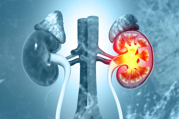 從糖尿病到狼瘡腎炎：干細胞能否治療繼發(fā)性腎??？