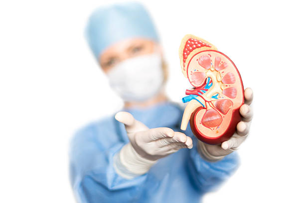 間充質(zhì)干細胞治療腎?。簭男迯偷皆偕?大原理機制揭秘