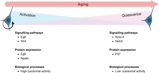 圖3：活躍和靜止神經(jīng)干細胞之間的差異